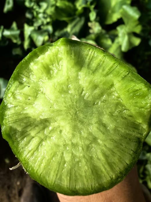 生态水果萝卜5斤，入口脆甜无渣，爽口多汁 商品图1