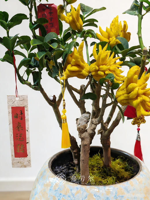 马到成功-金佛手8 商品图1