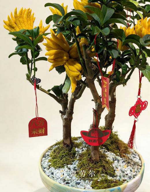 马壮人强-金佛手4 商品图1