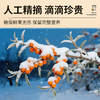 【吕梁野山坡沙棘原浆】雪中小果 野生沙棘 鲜果生榨 高VC原浆（2.10-2.23停发） 商品缩略图3