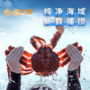 卡券帝王蟹礼盒2公斤 商品缩略图2