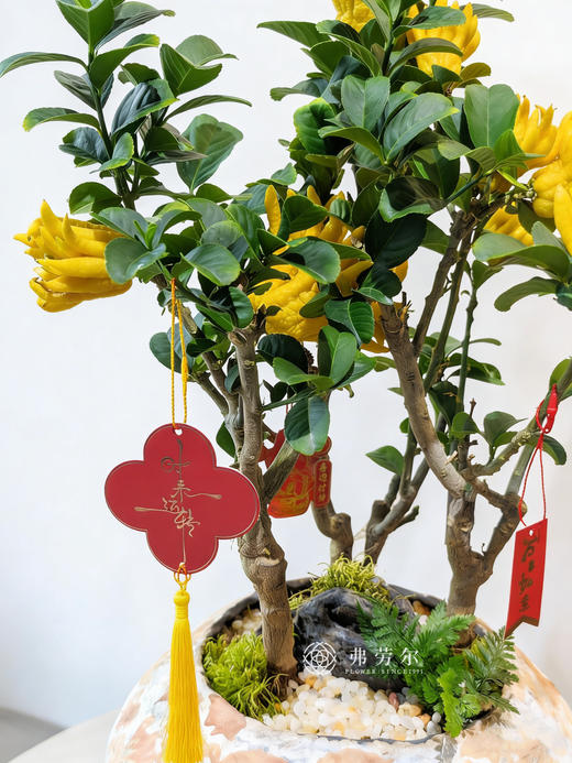 伯乐相马-金佛手5 商品图1