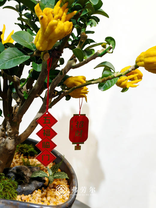 万马奔腾-金佛手6 商品图1