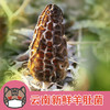 【云南新鲜羊肚菌】顺丰空运 口感脆滑 炖汤必备 高达20多种氨基酸 清炒 煲汤均可 2种规格任选 商品缩略图5