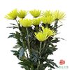 单头菊-苍翠 10枝一扎 商品缩略图2