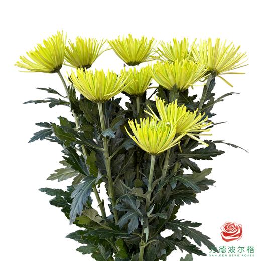 单头菊-苍翠 10枝一扎 商品图2