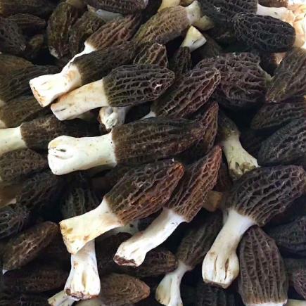 【云南新鲜羊肚菌】顺丰空运 口感脆滑 炖汤必备 高达20多种氨基酸 清炒 煲汤均可 2种规格任选 商品图1