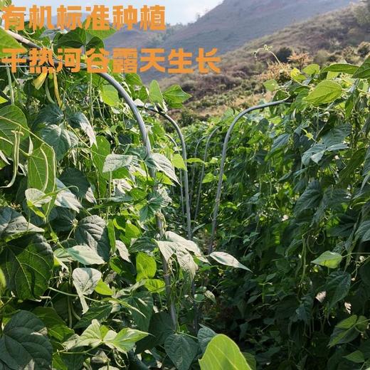 干热河谷露天种植有机四季豆3斤，下单后72小时左右发货 商品图2