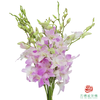 洋兰-仙女粉 10枝一扎 商品缩略图0