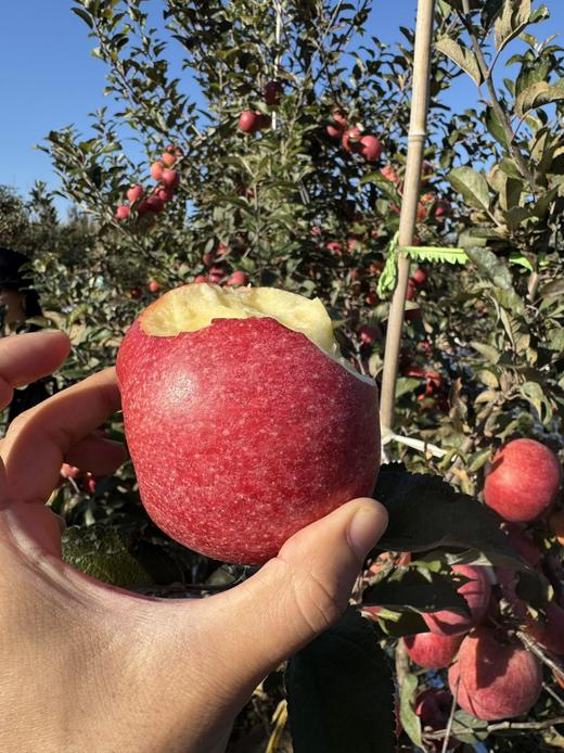 赤霞香妃苹果｜新西兰混血 商品图8