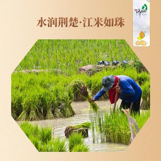 【严选】金永隆湖北枝江江汉大米玛瑙米5kg/袋（厂家直发） 商品图4