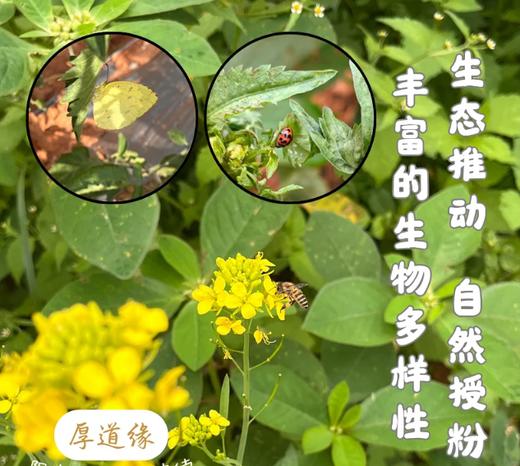干热河谷露天有机西红柿（草莓西红柿）3斤(15-18个)，露天种植有疤不好看，介意慎拍，下单后48小时左右发货 商品图4