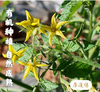 干热河谷露天有机西红柿（草莓西红柿）3斤(15-18个)，露天种植有疤不好看，介意慎拍，下单后48小时左右发货 商品缩略图5