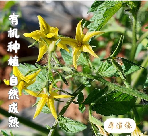 干热河谷露天有机西红柿（草莓西红柿）3斤(15-18个)，露天种植有疤不好看，介意慎拍，下单后48小时左右发货 商品图5
