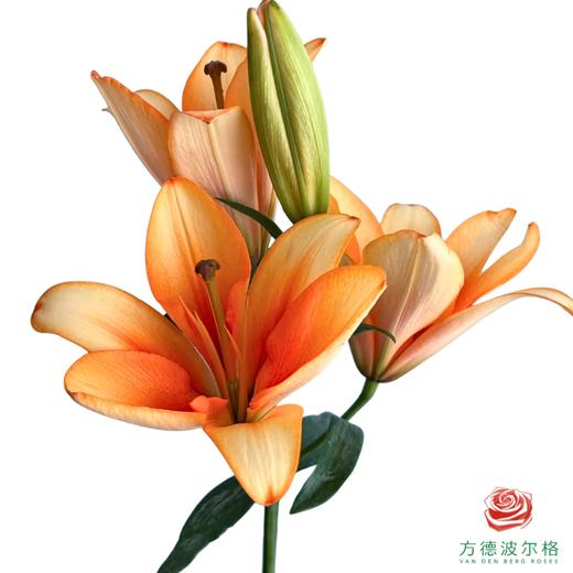 百合-橙色帝王 5枝一扎 商品图0