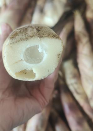 春笋3斤左右，以其鲜美和醇厚的口感脱颖而出  那脆爽的口感，清冽回甘的清香😋 商品图3