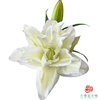 重瓣百合-冰雪世界 5枝一扎 商品缩略图0