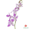 洋兰-仙女粉 10枝一扎 商品缩略图1