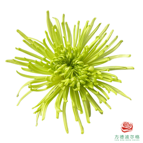 单头菊-苍翠 10枝一扎