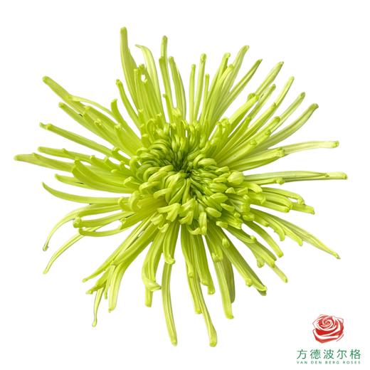 单头菊-苍翠 10枝一扎 商品图0