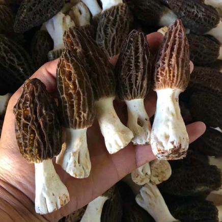 【云南新鲜羊肚菌】顺丰空运 口感脆滑 炖汤必备 高达20多种氨基酸 清炒 煲汤均可 2种规格任选 商品图0