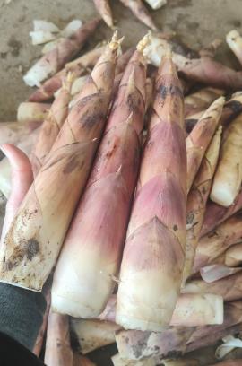 春笋3斤左右，以其鲜美和醇厚的口感脱颖而出  那脆爽的口感，清冽回甘的清香😋 商品图5