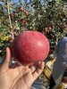 赤霞香妃苹果｜新西兰混血 商品缩略图9