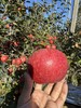 赤霞香妃苹果｜新西兰混血 商品缩略图7