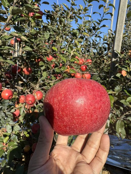 赤霞香妃苹果｜新西兰混血 商品图7