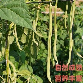 干热河谷露天种植有机四季豆3斤，下单后72小时左右发货