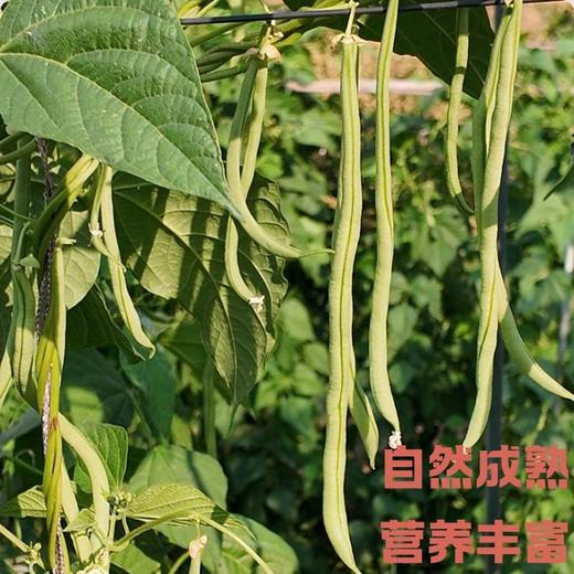 干热河谷露天种植有机四季豆3斤，下单后72小时左右发货 商品图0