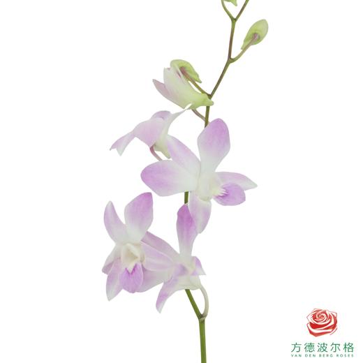 洋兰-仙女粉 10枝一扎 商品图3