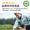 有机花青甜玉米 商品缩略图3