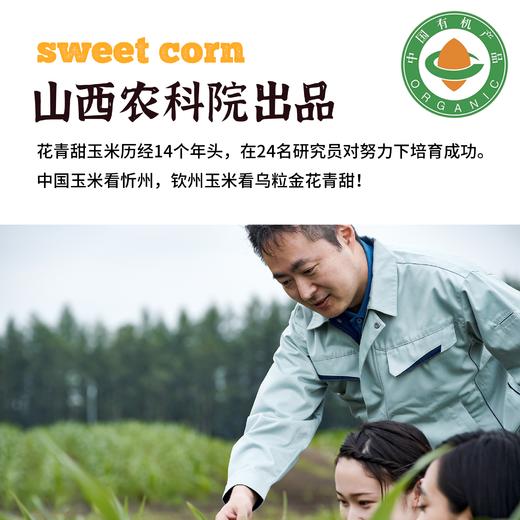 有机花青甜玉米 商品图3