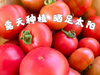 干热河谷露天有机西红柿（草莓西红柿）3斤(15-18个)，露天种植有疤不好看，介意慎拍，下单后48小时左右发货 商品缩略图2