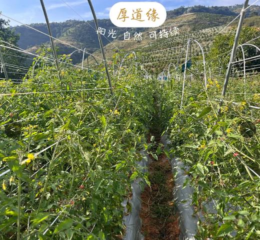 干热河谷露天有机西红柿（草莓西红柿）3斤(15-18个)，露天种植有疤不好看，介意慎拍，下单后48小时左右发货 商品图3