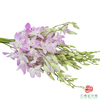 洋兰-仙女粉 10枝一扎 商品缩略图2