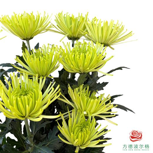 单头菊-苍翠 10枝一扎 商品图1