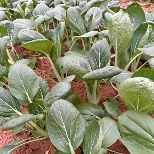 生态高杆小白菜 | 绿家自产* Ecological small Chinese cabbage | In-House Production 商品图1