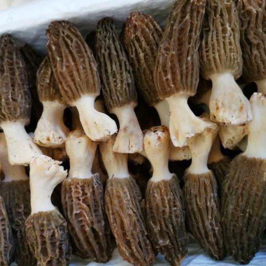 【云南新鲜羊肚菌】顺丰空运 口感脆滑 炖汤必备 高达20多种氨基酸 清炒 煲汤均可 2种规格任选 商品图4