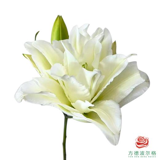重瓣百合-冰雪世界 5枝一扎 商品图1