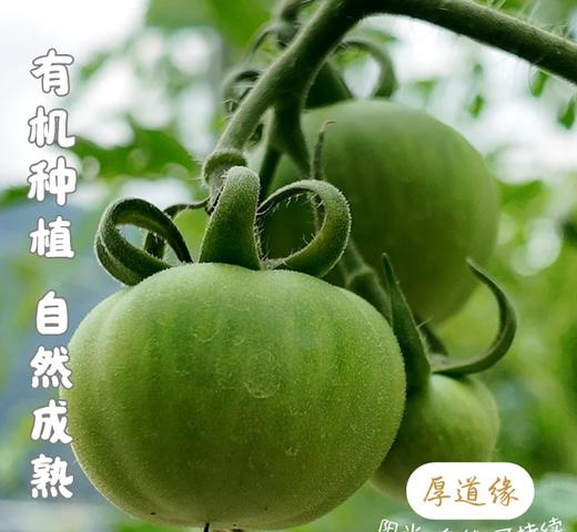 干热河谷露天有机西红柿（草莓西红柿）3斤(15-18个)，露天种植有疤不好看，介意慎拍，下单后48小时左右发货 商品图6