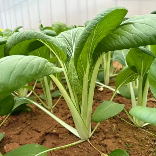 生态高杆小白菜 | 绿家自产* Ecological small Chinese cabbage | In-House Production 商品图0