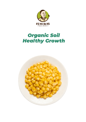 有机黄糯玉米粒