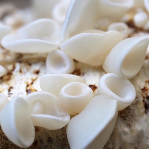 沈阳农业大学食用菌研究所&印象沈农联合出品 秋木耳、玉木耳、花香菇头、滑子蘑 商品图9