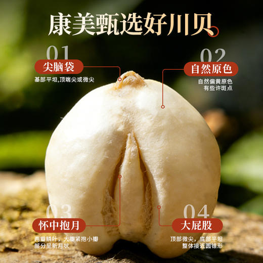 川贝母粉1g*10袋/盒 康美中药饮片 粉剂冲服独立小包装清热润肺化痰止咳 商品图2