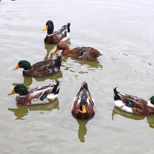 【年货节】放养绿头鸭 商品图1