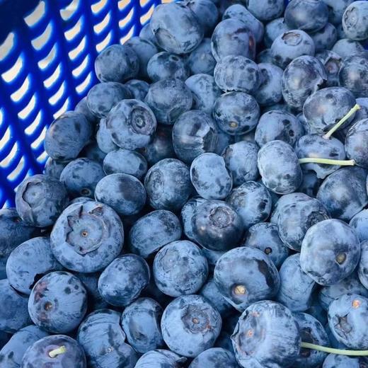 云南高山蓝莓/125克【BN】 商品图0