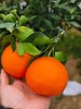 【严选】【晚冬趣果】正宗四川特产爱媛38号果冻橙新鲜水果甜柑橘橙子蜜桔 4.5斤/8斤 （厂家直发） 商品缩略图0