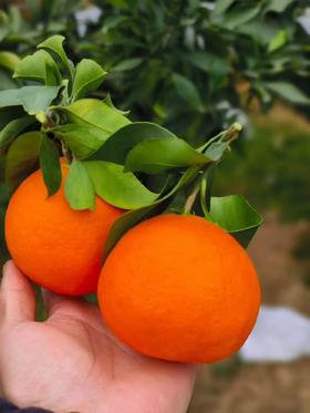 【严选】【晚冬趣果】正宗四川特产爱媛38号果冻橙新鲜水果甜柑橘橙子蜜桔 4.5斤/8斤 （厂家直发）